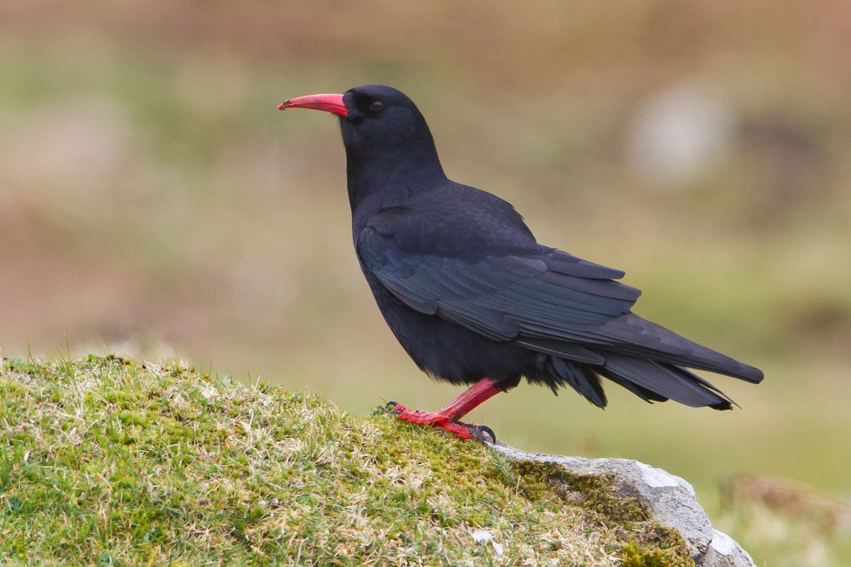 Breakthrough in efforts to reintroduce rare bird to Kent